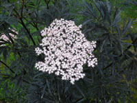 Sambucus n. Black Lace.jpg_s.jpg